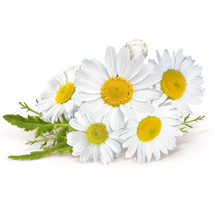 romashka.png